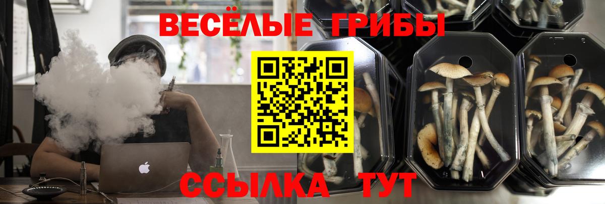 Псилоцибиновые грибы Cubensis Краснокаменск
